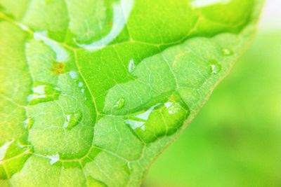 Close-up of water drops on leaves