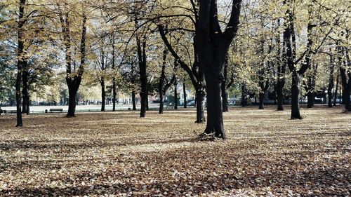 Trees in autumn