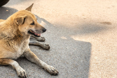 Dog lying down