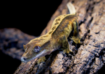 Close-up of lizard on tree trunk