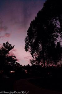 Silhouette trees against sky at night