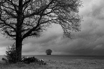 Tree on field against sky