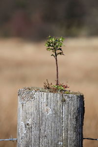 Small holly sprig