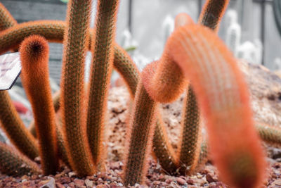 Close-up of succulent plant