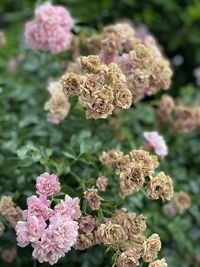 Close-up of pink flowering plant