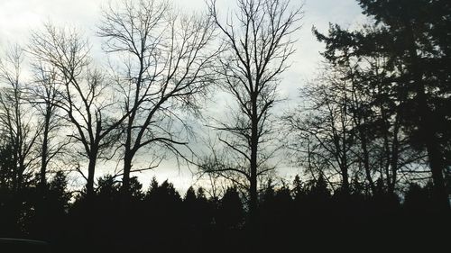 Low angle view of bare trees against sky