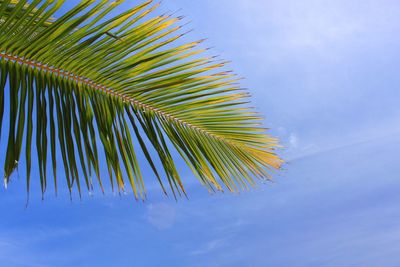 Low angle view of palm trees against blue sky