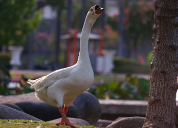 Close-up of a swan