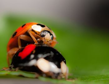 Close-up of ladybug on leaf