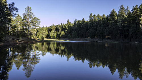 Reflection of trees in lake