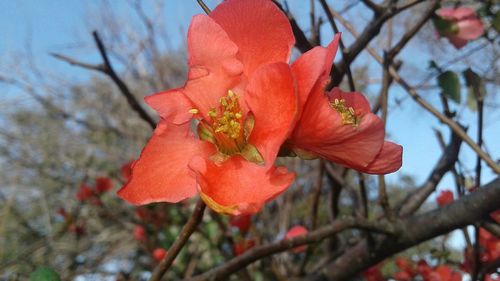 Close-up of fresh pink flower against tree