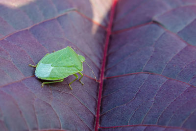 Close-up of maple leaf