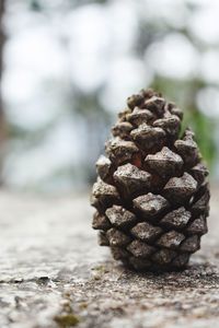 Close-up of pine cone on rock