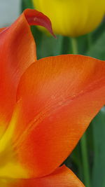 Close-up of leaves against blurred background