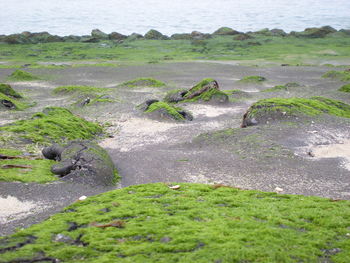 Close-up of sheep on beach