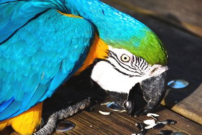 Close-up of blue parrot perching on wood