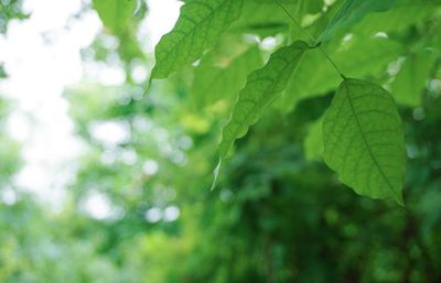 Close-up of raindrops on leaves