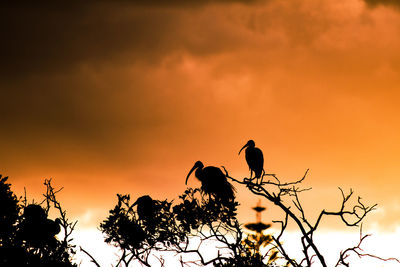 Low angle view of silhouette bird perching on branch against sky