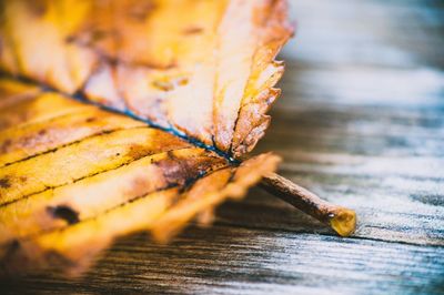 Close-up of leaf on table