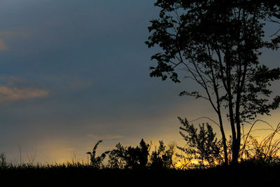 Silhouette trees on field against sky at sunset