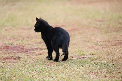 Black cat standing on field