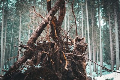 View of trees in forest