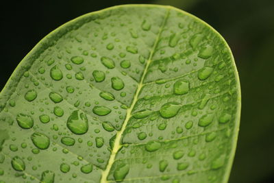 Close up shot of water drops in the green leafs on the garden, rain drops on the green leafs