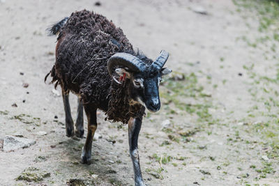 Goat standing in a field