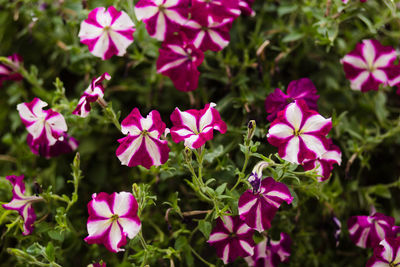 Close-up of pink flowering plants in park