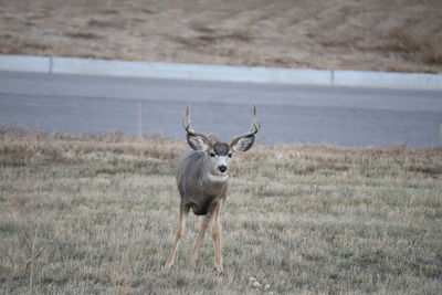 Deer standing on field