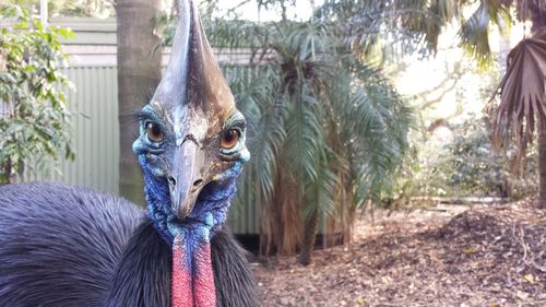 Close-up of cassowary