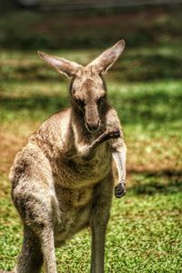 A kangaroo with a pulled muscle 