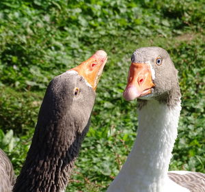 Close-up of geese