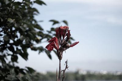 Close-up of wilted flower against sky