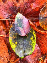 High angle view of maple leaf