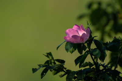 Close-up of pink flowering plant