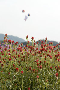 Close-up of poppy flowers growing in field