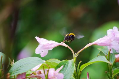 Close-up of bee pollinating on flower