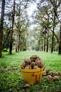 Wicker basket on tree trunk in forest