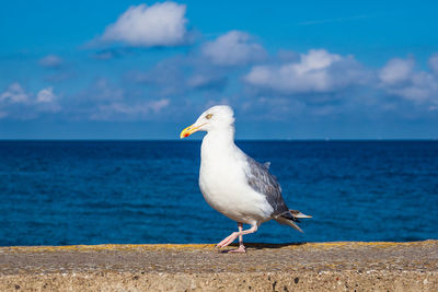 Seagull perching on a beach