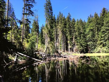 Scenic view of lake in forest against sky