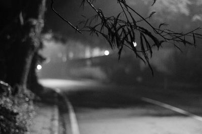 View of trees at night