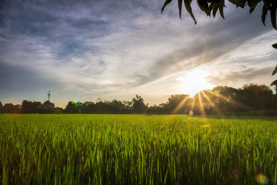 Scenic view of agricultural field against sky during sunset