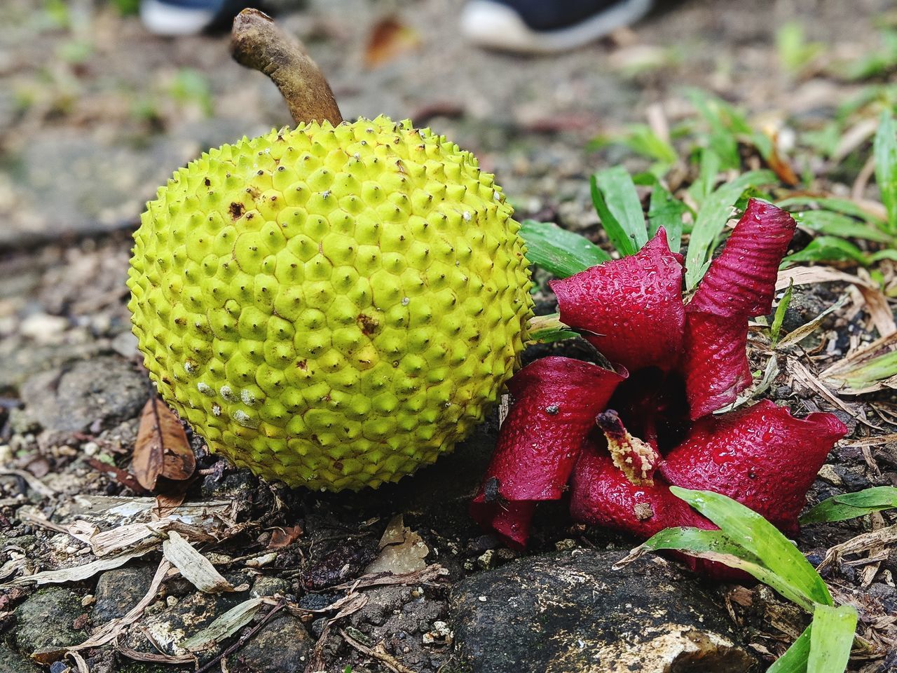 CLOSE-UP OF STRAWBERRIES ON PLANT