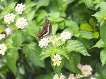 Close-up of butterfly pollinating on flower