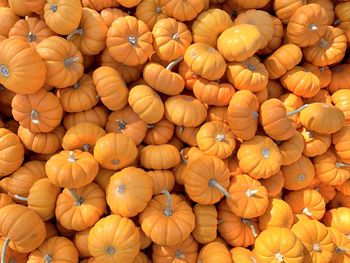 Full frame shot of pumpkins