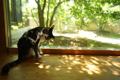 Cat sitting on a window