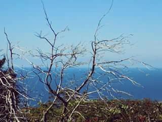 water, bare tree, tranquility, tranquil scene, lake, scenics, nature, branch, beauty in nature, sky, blue, grass, reflection, plant, clear sky, day, dead plant, non-urban scene, outdoors, no people