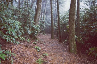 Footpath passing through forest