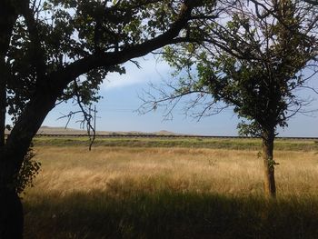 Trees on field against sky